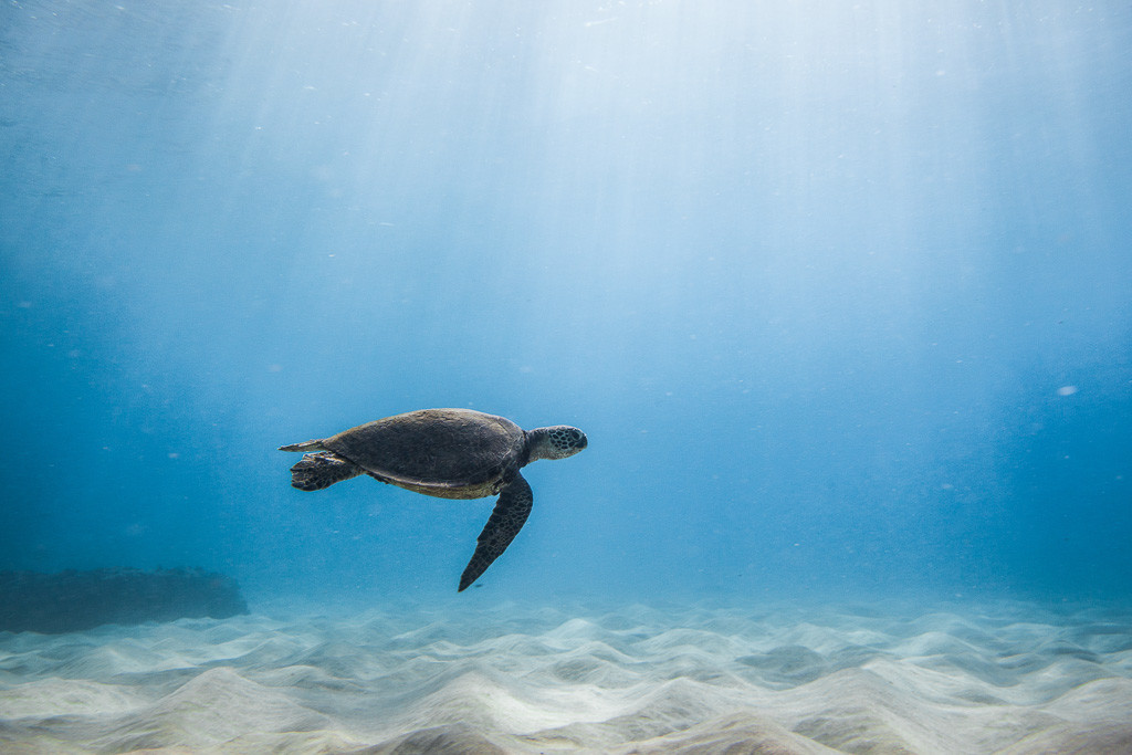 swim with hawaiian sea turtle